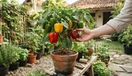 Cara Menanam Paprika dari Biji di Pot untuk Pekarangan Rumah agar Cepat Berbuah