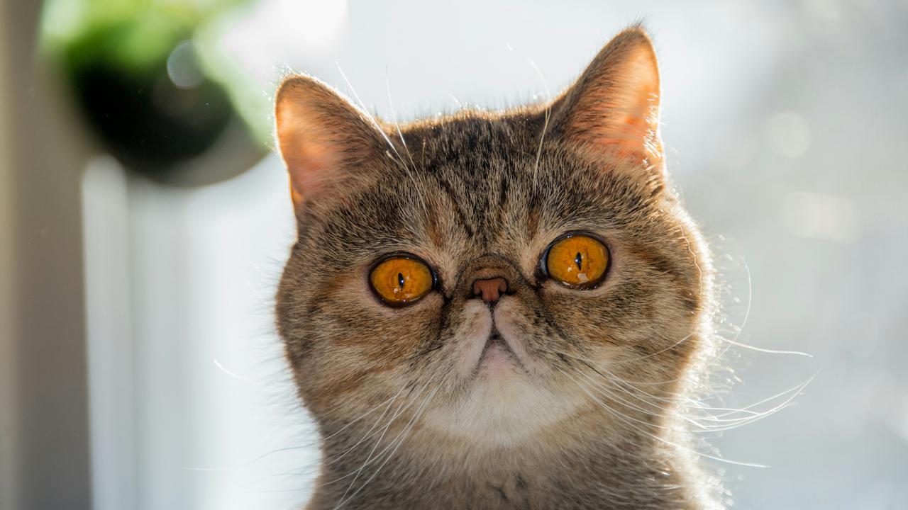 Exotic Shorthair