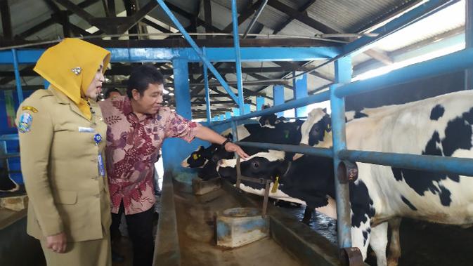 Berita Sapi Perah Hari Ini Kabar Terbaru Terkini Liputan6 Com