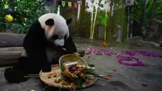 Panda raksasa Shunshun menikmati makanannya di Kebun Raya dan Taman Margasatwa Tropis Hainan, Haikou, ibu kota Provinsi Hainan, China selatan, pada 26 Oktober 2020. (Xinhua/Yang Guanyu)