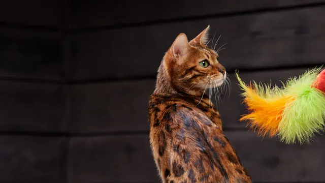 Tips Foto Session Bersama Kucing Kesayangan, Siap Terpesona sama Hasil Jepretannya?