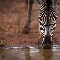 Melihat ekostisme Afrika Selatan melalui berbagai potret fantastis yang berhasil diabadikan.