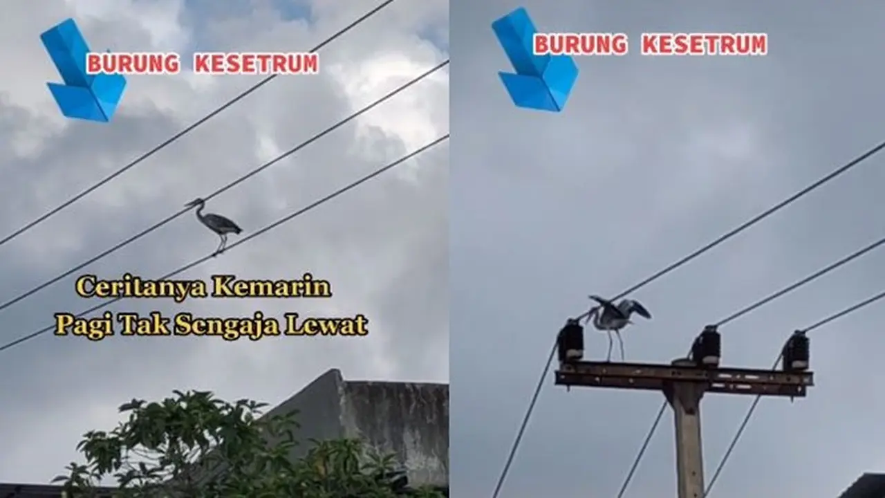 Video Detik-Detik Burung Bangau Kesetrum di Tiang Listrik Ini Jadi Sorotan