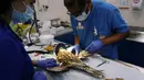 Seekor elang menerima perawatan medis oleh dokter di Rumah Sakit Falcon Abu Dhabi, Abu Dhabi, uni Emirat Arab, 28 April 2019. Burung-burung elang tersebut lebih dari sekadar hewan peliharaan bagi pemiliknya. (REUTERS/Christopher Pike)