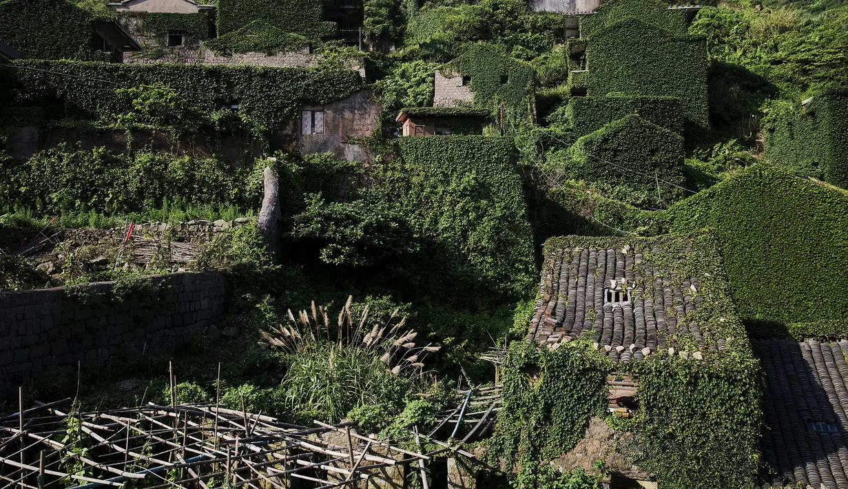 Pemandangan rumah-rumah  yang tertutup tanaman di sebuah desa yang sudah ditinggalkan penghuninya, di Houtouwan, pulau Shengshan, China, 26 Juli 2015. Desa ini dulunya dihuni lebih dari 2.000 nelayan. (REUTERS/Damir Sagolj)