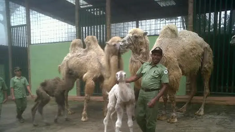 Taman Safari Cisarua Sambut Kelahiran 3 Bayi Unta Berpunuk Dua