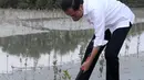 Presiden Joko Widodo atau Jokowi menanam mangrove di Jubail Mangrove Park, Pulau Al Jubail, Abu Dhabi, Persatuan Emirat Arab (PEA), Rabu (3/11/2021). Indonesia dan PEA sepakat untuk memperkuat kerja sama di bidang mangrove, termasuk di bidang riset. (Foto: Biro Pers Sekretariat Presiden)