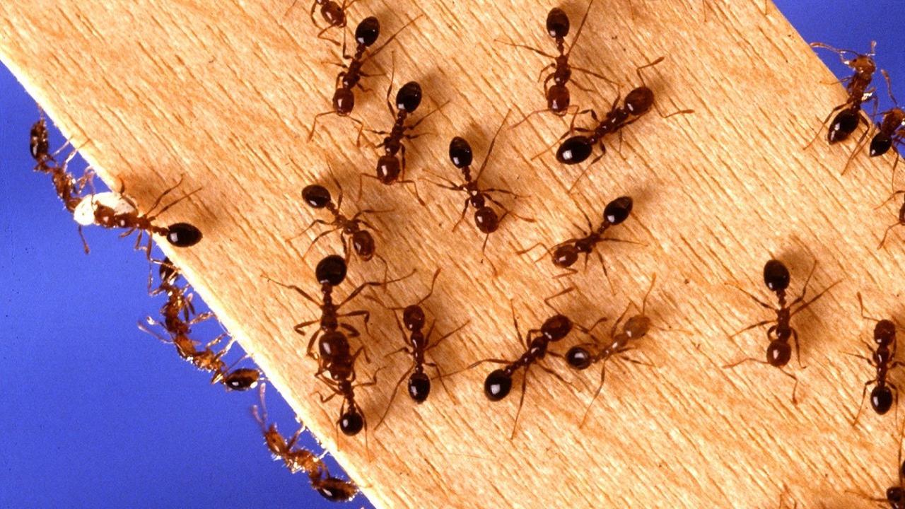 Ilustrasi semut di rumah