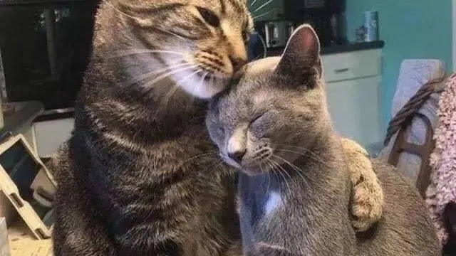 10 Potret Kocak Kucing Bucin sama Pasangannya Ini Bikin Iri