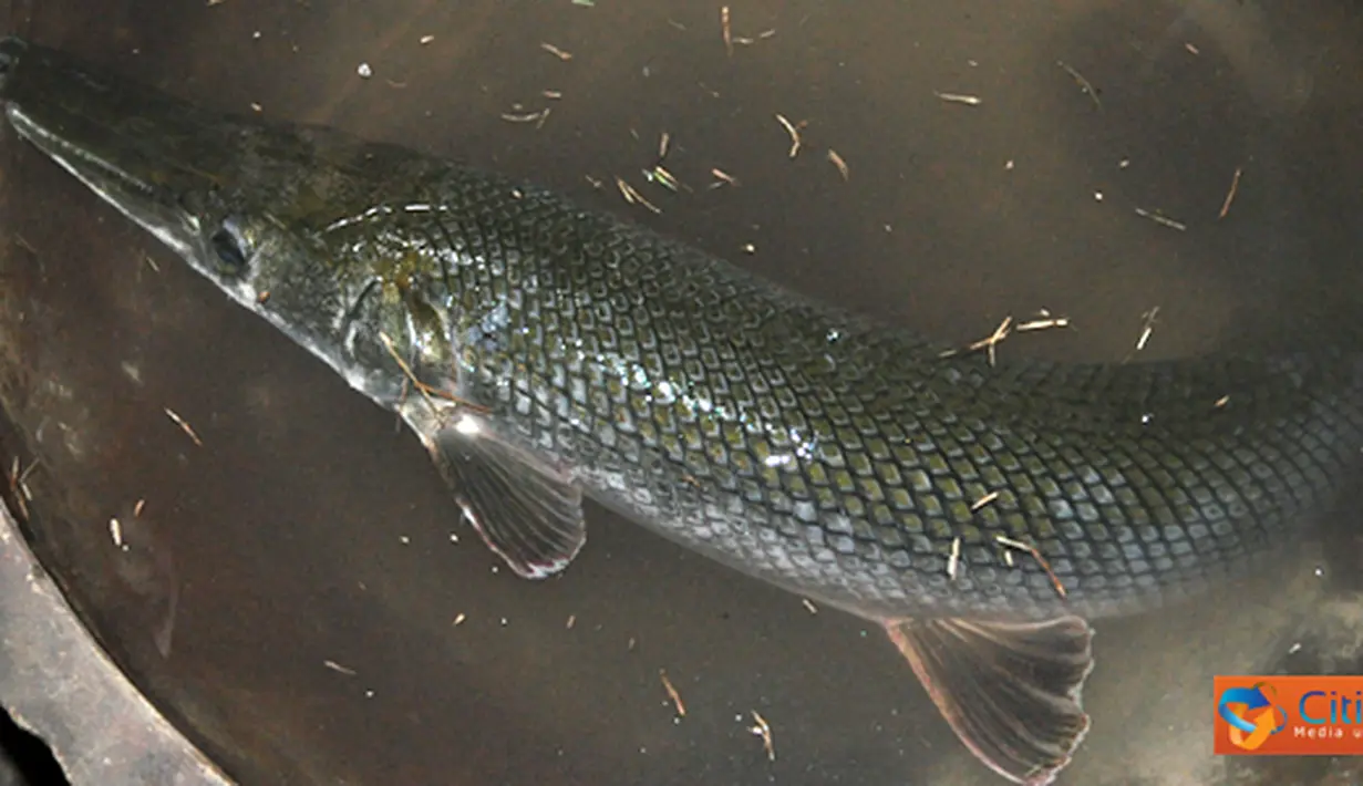 Citizen6, Mojokerto: Ikan aneh ini ditemukan di Situs Kolam Segaran, Desa Trowulan, Kecamatan Trowulan, Kabupaten Mojokerto, Jawa Timur, Selasa, (19/7). Ikan ini ditemukan oleh seorang warga yang sedang memancing di tempat tersebut. (Pengirim: Fariz Bagra