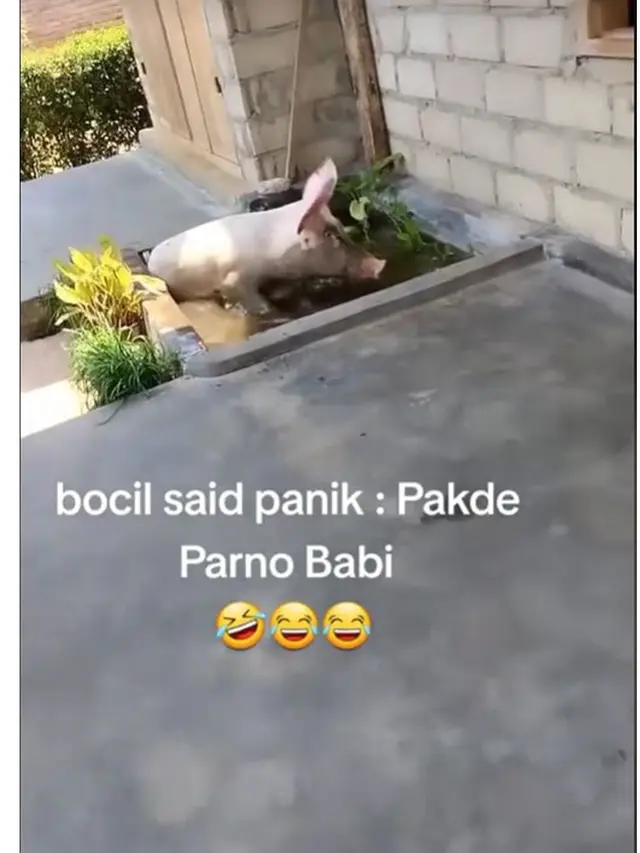 Viral Babi Main Comberan di Depan Rumah Warga, Bikin Heboh Tetangga