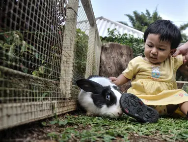 Anak-anak bermain bersama kelinci di Taman Kelinci Bambu Apus, Pusat Pelayanan Kesehatan Hewan dan Peternakan (Pusyankeswannak), Cipayung, Jakarta Timur, Kamis (30/6/2022). Dinas Ketahanan Pangan, Kelautan dan Pertanian (KPKP) DKI Jakarta membuka kembali Taman Kelinci Bampu Apus usai ditutup selama 2 tahun akibat pandemi covid-19. (Liputan6.com/Iqbal S Nugroho)