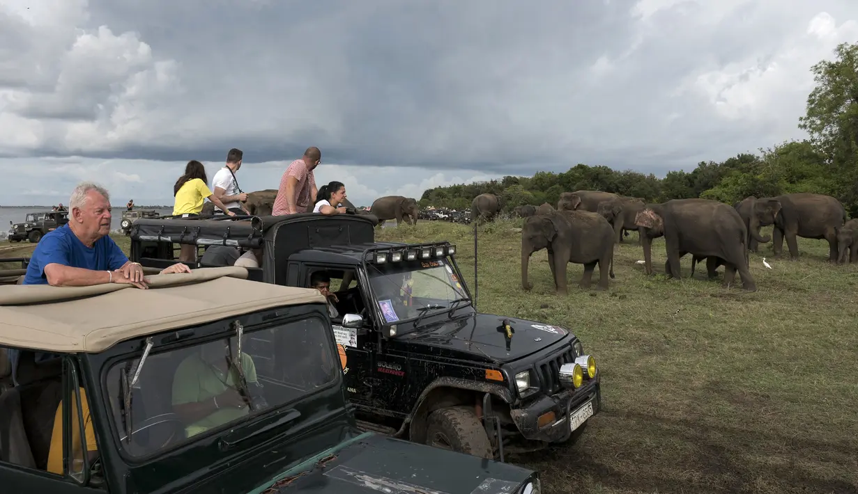 Wisatawan melihat melihat kawanan gajah Asia di Taman Nasional Minneriya di Sri Lanka tengah utara (17/5). Taman ini merupakan tempat wisata yang populer untuk melihat gajah liar Asia berkumpul di lahan terbuka. (AFP Photo/Alex Ogle)