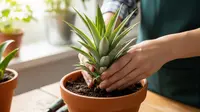 6 Cara Menanam Nanas di Pot dalam Ruangan, Panduan Hasilkan Buah Segar