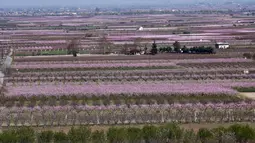Pemandangan pohon persik berbunga di sebelah kota Veria, Yunani utara, pada 19 Maret 2019. Mekarnya bunga persik menjadi fenomena tahunan di pedesaan Yunani, yang menyerupai mekarnya bunga sakura di Jepang. (Sakis MITROLIDIS / AFP)