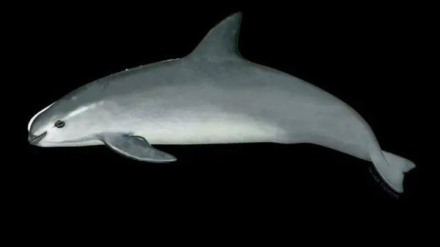 Lumba-lumba Vaquita Langka