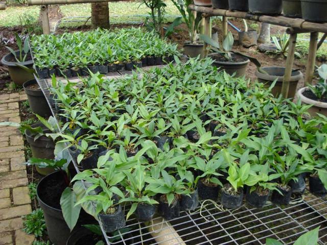 8 Jenis Bunga Anthurium Salah Satunya Gelombang Cinta Hot Liputan6 Com