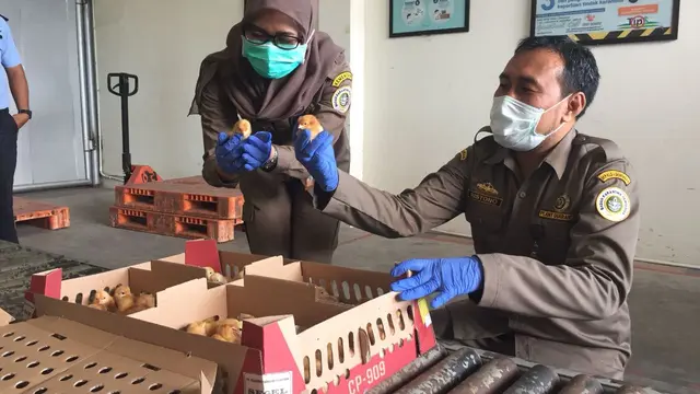 Kementan