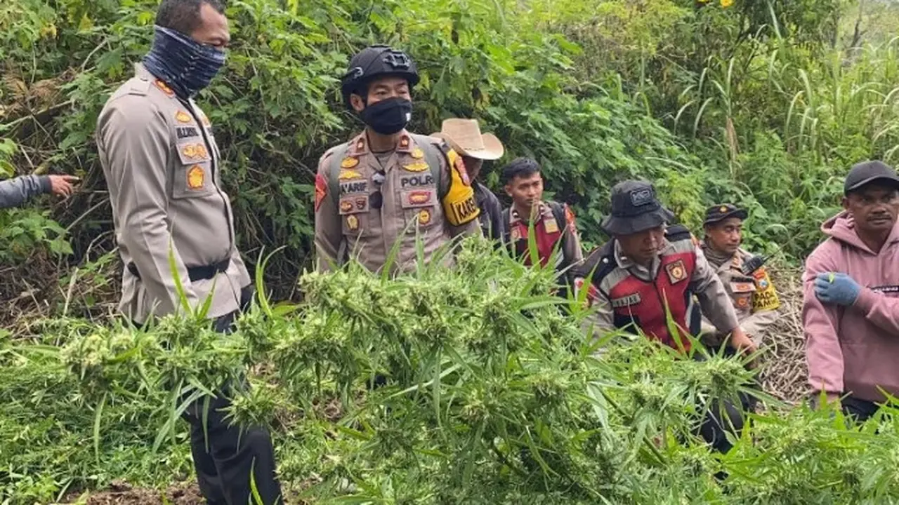Polisi kembali temukan ladang ganja di lereng Gunung Semeru (Istimewa)
