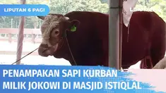Presiden Jokowi menyumbang sapi dengan bobot 1 ton untuk dikurbankan di Masjid Istiqlal Jakarta. Presiden juga telah menyalurkan 35 ekor sapi lainnya ke berbagai provinsi di Indonesia.