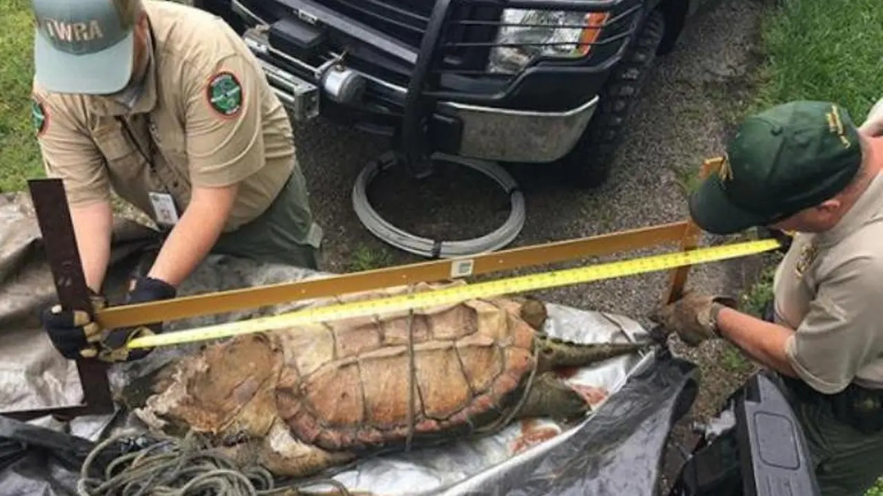 Kura-Kura Aligator Langka Tertangkap, Seperti Apa?