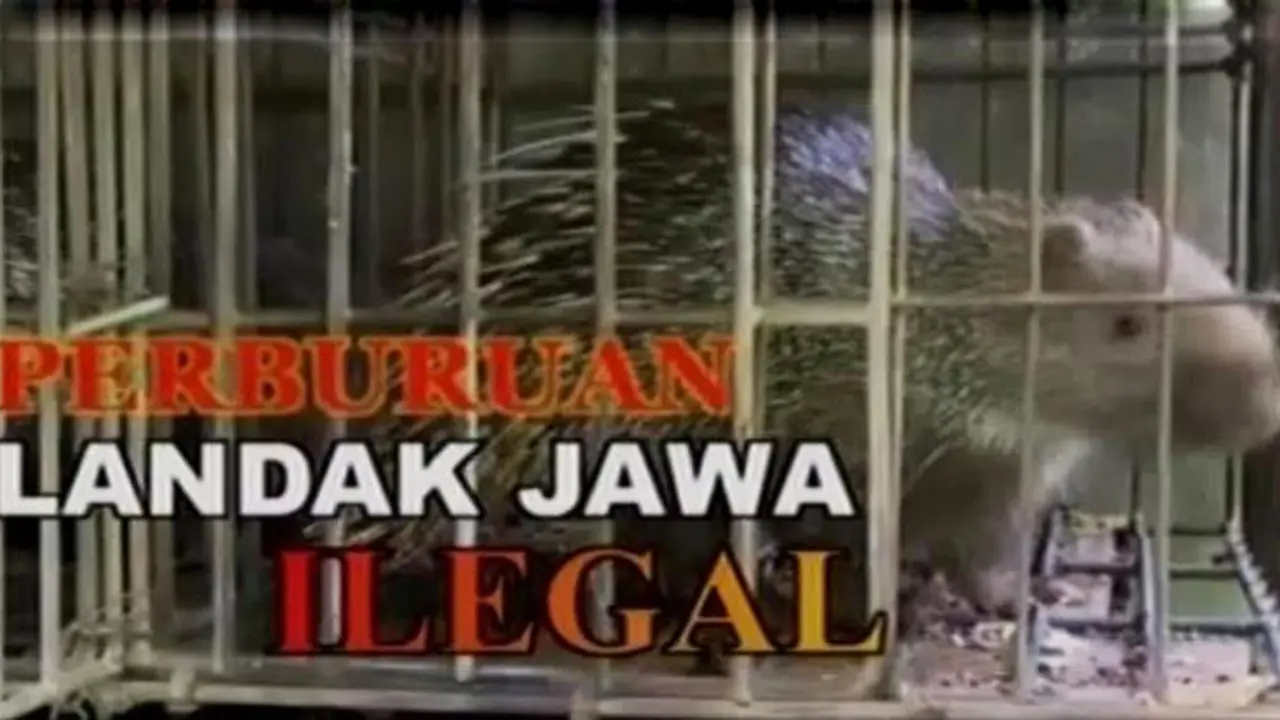 Sigi Investigasi: Perburuan Landak Jawa Ilegal