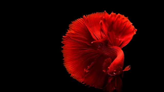 Ilustrasi iIkan cupang