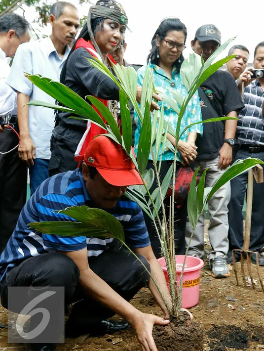 Wakil Gubernur (wagub) DKI Jakarta Djarot Saiful Hidayat saat melakukan penanaman salak condet dipinggiran kali Ciliwung dalam perayaan hari ciliwung 2015 di Condet, Jakarta Timur, Rabu, (11/11/2015). (Liputan6.com/Yoppy Renato)