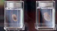Para ilmuwan dari Cina mengklaim berhasil ciptakan tikus alien dengan membuahi embrionya di luar angkasa