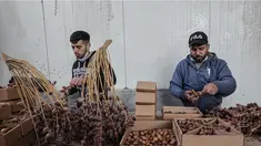 Pekerja Palestina menyortir dan mengemas kurma di sebuah pabrik sebagai persiapan untuk puasa Ramadhan di Khan Yunis di Jalur Gaza selatan pada 19 Maret 2023. (AFP/Said Khatib)