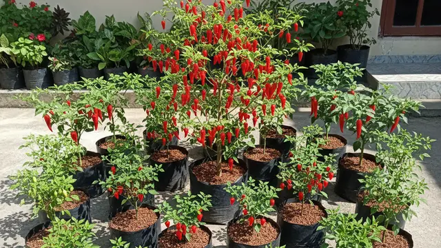 Ide Kebun Cabai Campuran Jenis di Satu Lahan. AI