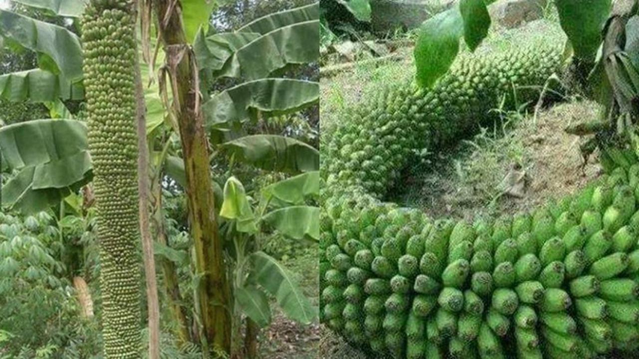 6 Potret Panen Pisang Ini Jadi Sorotan, Rezeki Melimpah