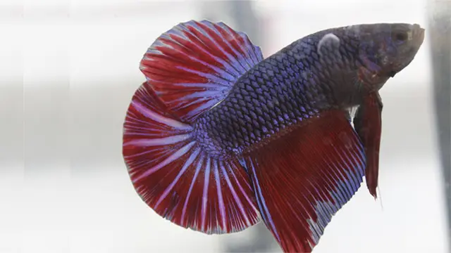 kontes ikan cupang di unpad