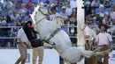  Seorang gaucho menunggangi kuda liar dalam perayaan Pekan Creole di Montevideo, Uruguay, (23/3). Para gauchos atau semacam koboi dari Uruguay, Argentina dan Brasil bersaing dalam kompetisi tersebut. (REUTERS/Andres Stapff)