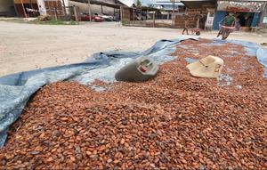 Petani Simpan Bijih Kakao (Foto: Liputan6.com/Dio Pratama)