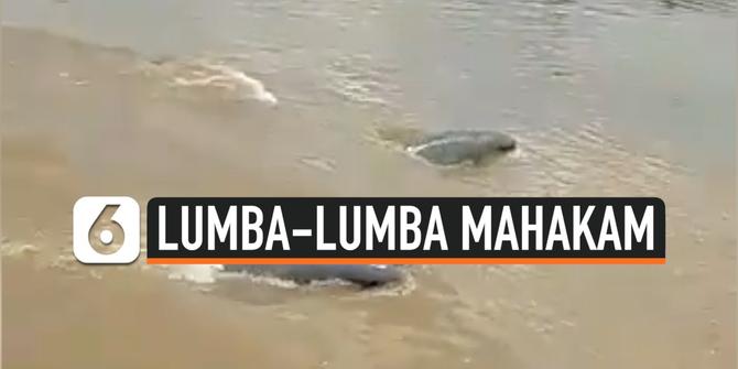 VIDEO: Viral Lumba-Lumba Muncul di Sungai Mahakam, Benarkah?
