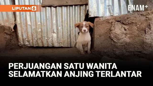 Kisah Pejuang Anjing Terlantar di Ethiopia