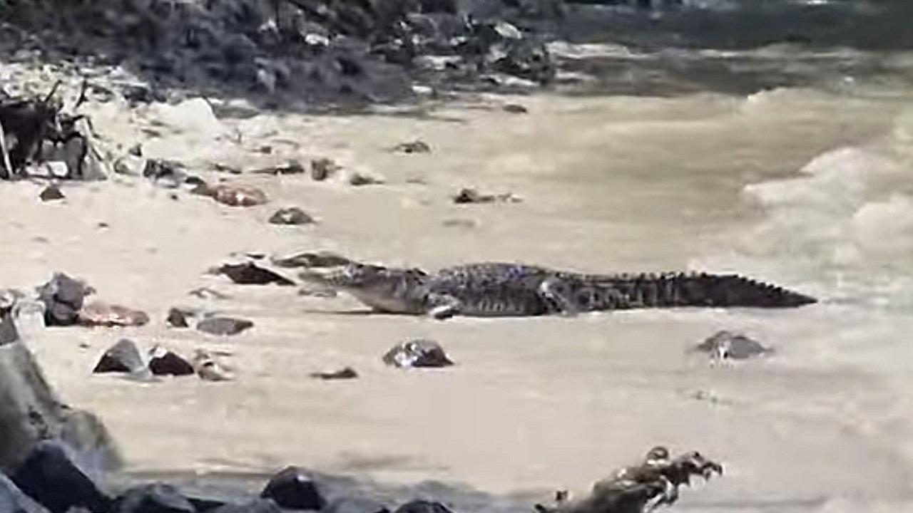 Tangkapan layar rekaman video amatir kemunculan buaya di Pantai Ex Sapenan, Lampung Selatan. Foto : (Istimewa).