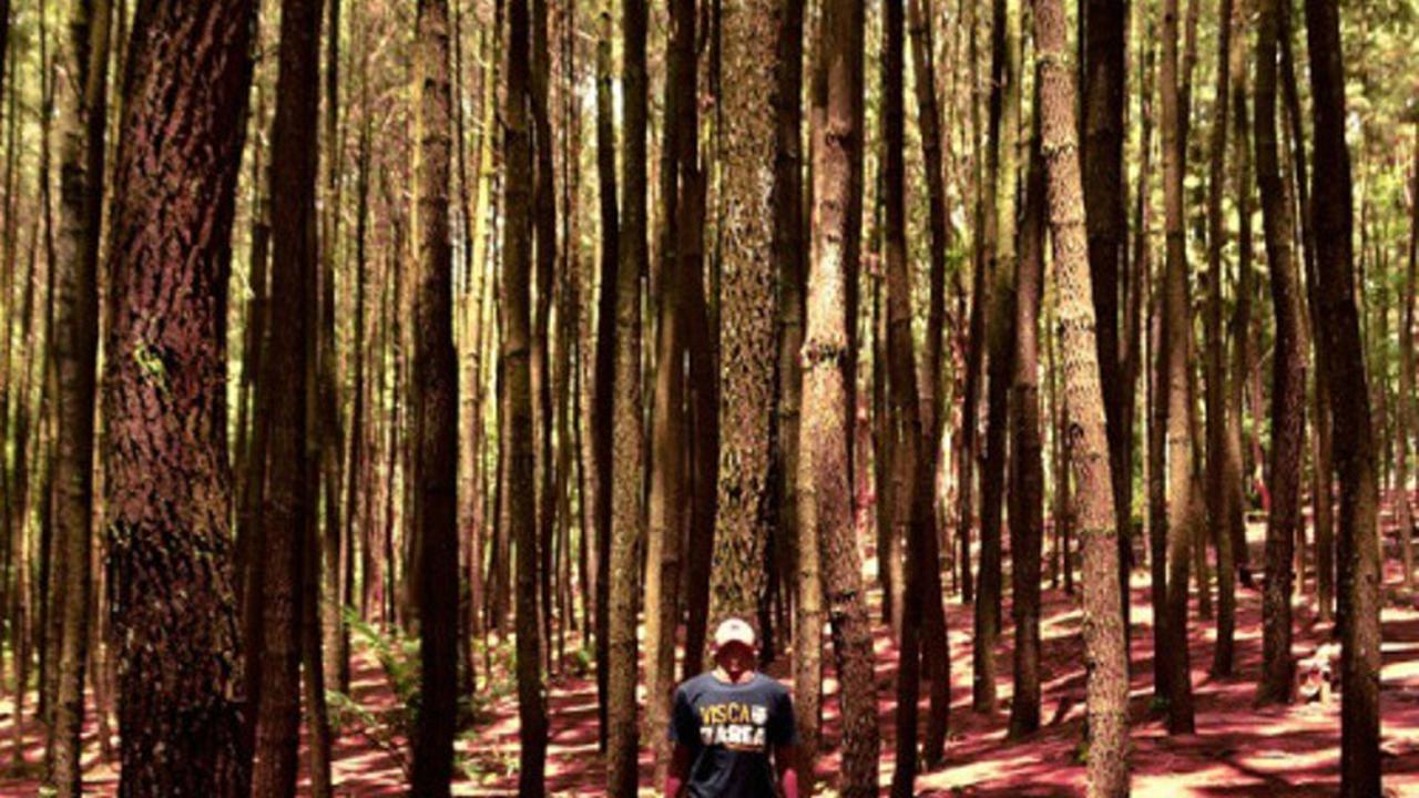 4 Destinasi di Indonesia dengan Panorama Hutan Pinus nan Memesona