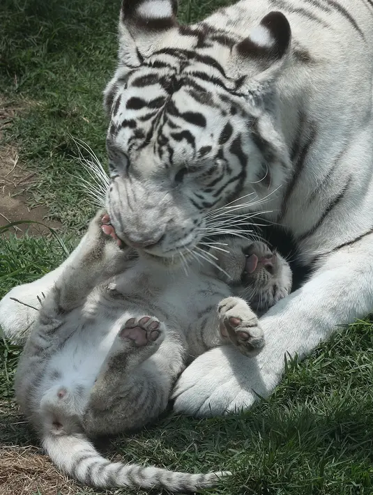 Induk harimau bengal, Clarita bermain dengan salah satu dari tiga anaknya di Kebun Binatang Huachipa, Lima, Peru, Selasa (30/10). Pihak kebun binatang membuka kompetisi untuk memberikan nama bagi tiga bayi Clarita yang berusia 8 minggu. (AP/Martin Mejia)