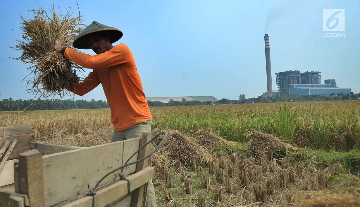 Petani memisahkan bulir padi dari tangkainya saat panen di sawah yang terletak di belakang PLTU Labuan, Pandeglang, Banten, Minggu (4/8/2019). Kurangnya pasokan beras dari petani akibat musim kemarau menyebabkan harga gabah naik. (merdeka.com/Arie Basuki)