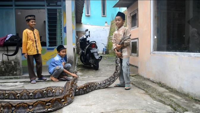 Anak-anak membantu pawang ular mengeluarkan piton berbobot kwintalan. (Foto: Liputan6.com/Muhamad Ridlo)