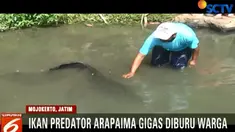 Sebelumnya, upaya warga untuk menangkap ikan ini menggunakan jaring, gagal akibat jaring jebol dan ikan berhasil lolos.