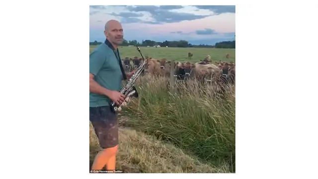 Latihan Saxophone di Dekat Peternakan, Videonya Jadi Viral Berkat Aksi Sapi