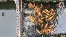 Ikan mas yang dibudidaya di sepanjang saluran air di Puri Pamulang, Tangerang Selatan, Minggu (13/8/2020). Saluran air atau selokan sepanjang 400 meter dimanfaatkan warga untuk budidaya ikan dan hiburan gratis bagi warga sekitar. (Liputan6.com/Fery Pradolo)