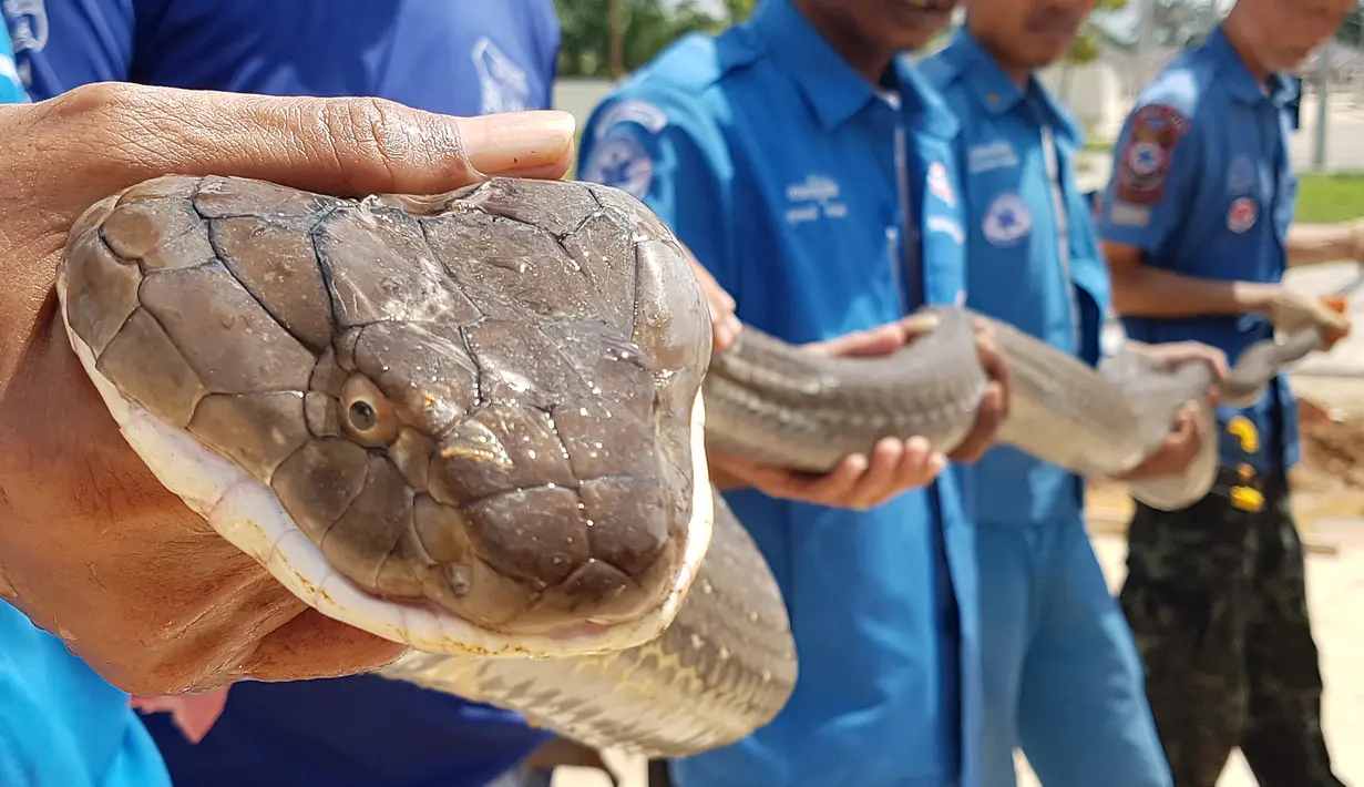 Tim penyelamat berjuang sekitar satu jam untuk menangkap ular king cobra sepanjang empat meter di Thailand. (HO / KRABI PITAKPRACHA FOUNDATION / AFP)