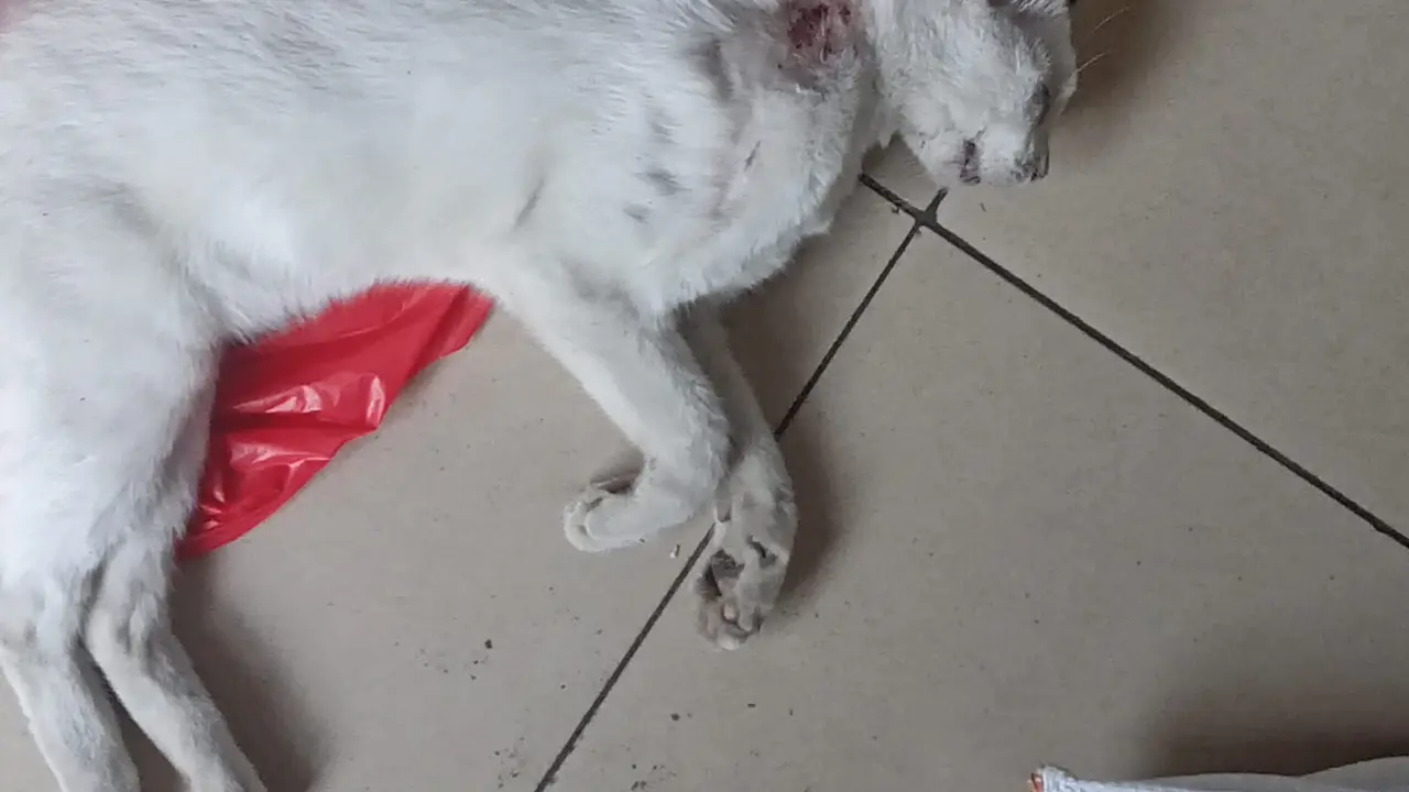 Puluhan kucing di RW 05 Kelurahan Sunter Agung, Kecamatan Tanjung Priok, Jakarta Utara mati mendadak. Gejalanya kejang-kejang dan buang air. (Bachtiarudin Alam/Merdeka.com)