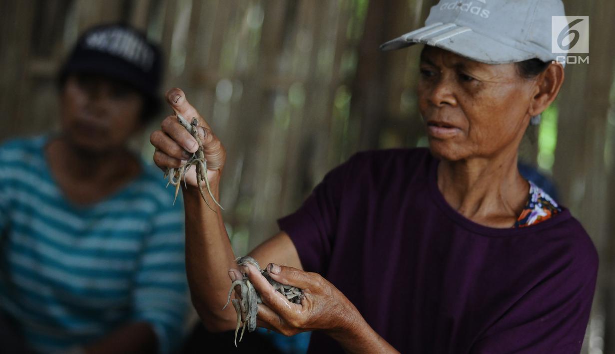 Pekerja memilih cicak di rumah industri kawasan Cirebon, Jawa Barat, Selasa (2/4). Cicak kering ini dijual dengan harga Rp 250 ribu per kilogram. (Liputan6.com/Herman Zakharia)