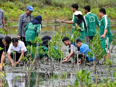 Beberapa siswa Sekolah Menengah Atas (SMA) didampingi para guru menanam bibit mangrove di taman mangrove, Banda Aceh pada 25 Oktober 2025. (CHAIDEER MAHYUDDIN/AFP)