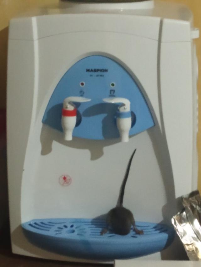 7 Tingkah Laku Tikus saat Tertangkap Kamera Ini Bikin Geleng Kepala